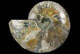 Cut Ammonite Fossil (Half) - Deep Crystal Pockets #97759-1